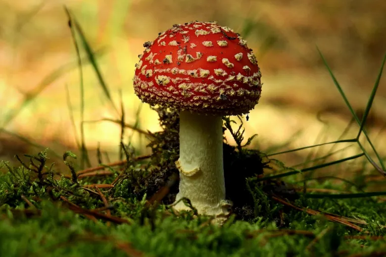 Červená muchomůrka Amanita muscaria rostoucí na mechu v lese.