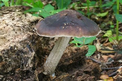 Edible autumn mushroom on wood