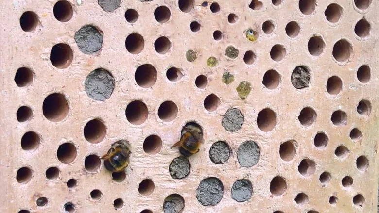 Bees in bee hotel holes