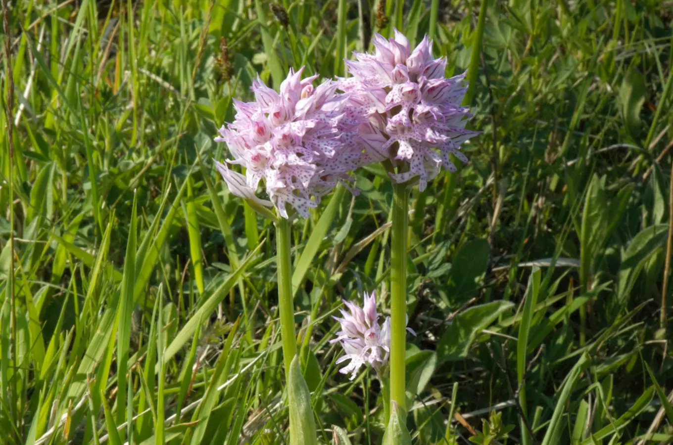 Rostoucí růžové orchideje s tečkami v zelené trávě.