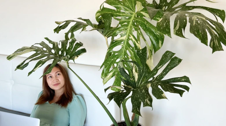 Velká monstera deliciosa rostoucí vedle ženy u bílé zdi.