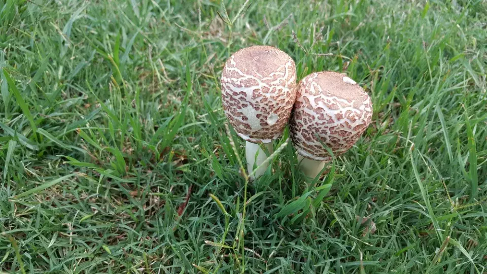 Dvě bedle rostou vedle sebe v zelené trávě.