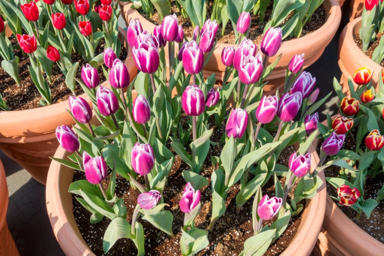 Fialové a červené tulipány kvetoucí v keramických hrncích.