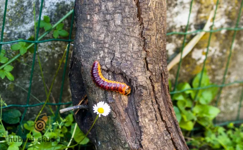 Barevný larva drvopleně na kmeni stromu s květem.