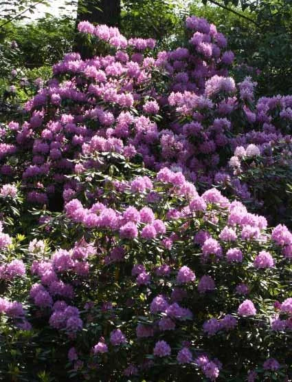 Květený rododendron s fialovými květy v zahradním prostředí.
