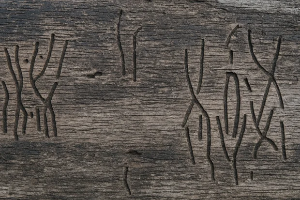 Vrtičí larvy v dřevě způsobují škody na nábytku.