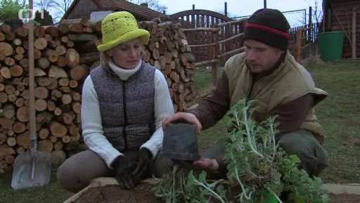 Dva lidé sázejí bylinky do zemině vedle dříví.