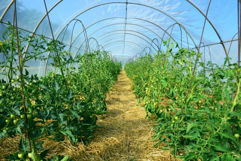 Tomato plants in greenhouse