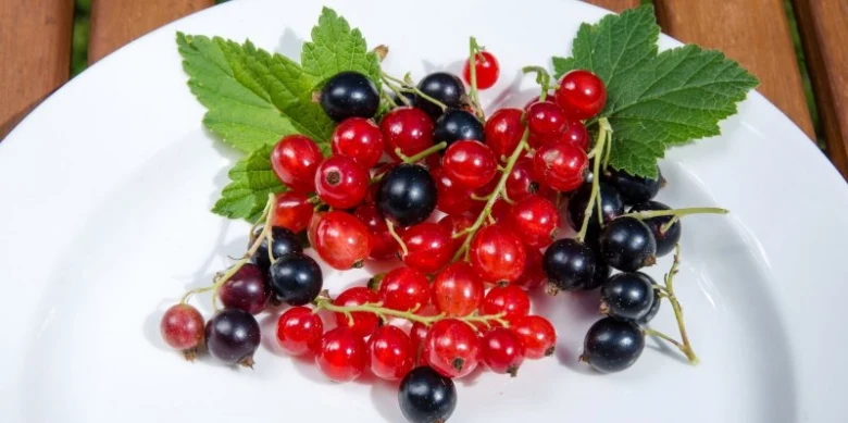 Čerstvé červené a černý angrešt s listy na bílém talíři.