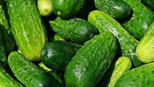Čerstvé zelené okurky v hromadě s kapkami vody.