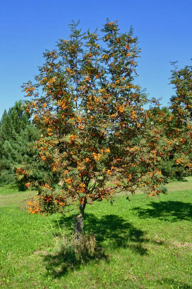 Jeřáb s červenými plody na zelené trávě pod modrou oblohou.