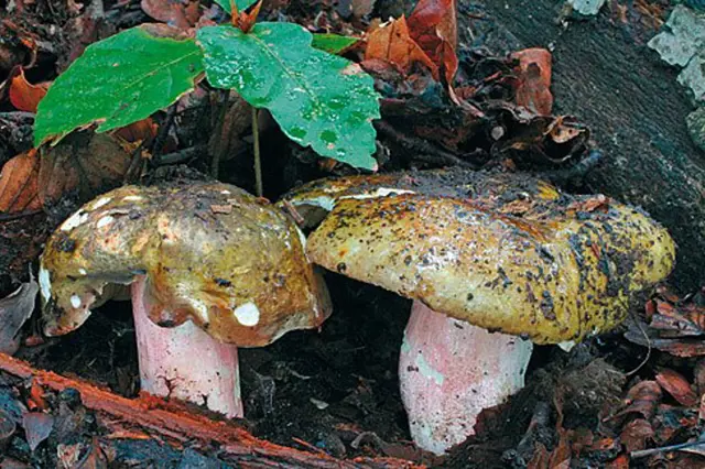 Edible boletes in nature