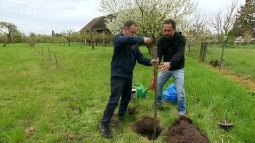 Men planting tree sapling