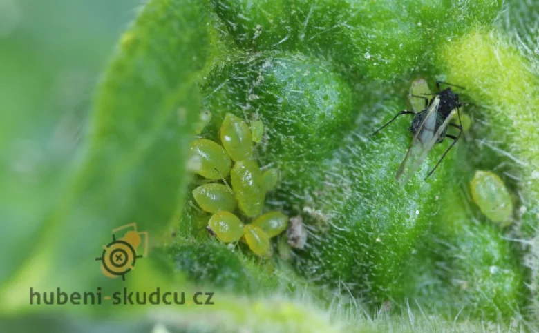 Zelené mšice na mladém pupenu rostliny.