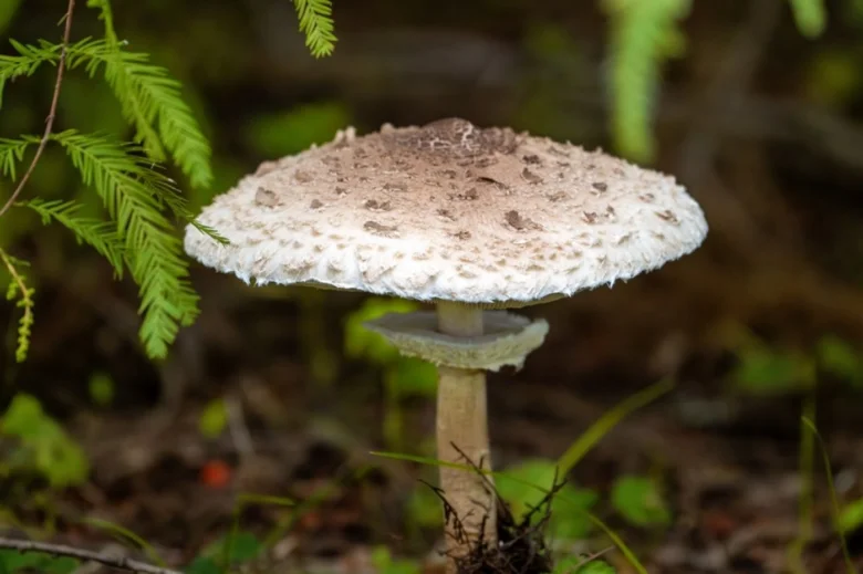 Bedle s kapkou v přírodě mezi zelenou vegetací.
