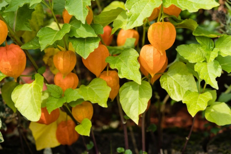 Fotografie rostliny physalis s oranžovými plody v listí.