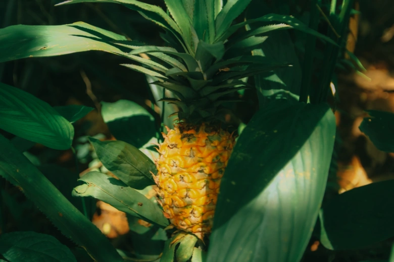 Zralý ananas rostoucí mezi zelenými listy v zahradě.