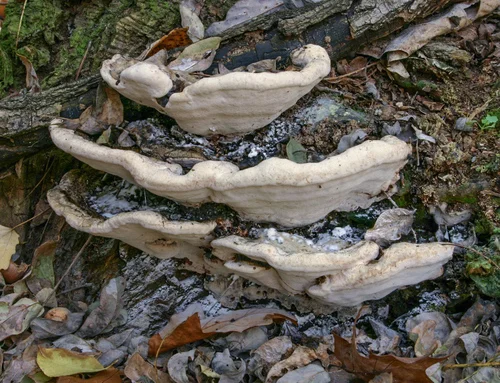 Hřebenatá brumlovka rostoucí na kmeni v přírodě.