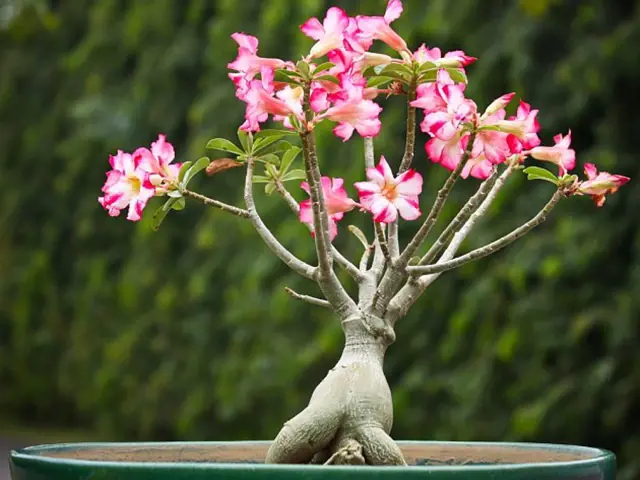 Pěstování pouštní růže adenium s květy v hrnci