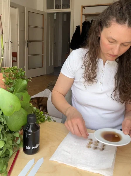 Žena připravuje semínka na klíčení s tekutinou v domácnosti mezi rostlinami.