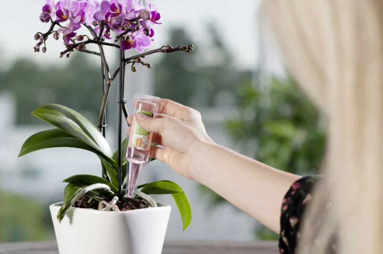 Osoba zalévá fialovou orchidej tekutým hnojivem z pipety.