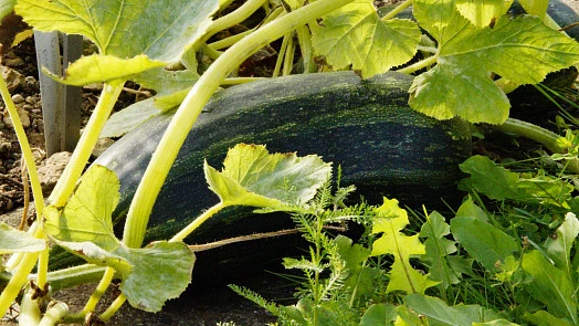Velká cuketa rostoucí v zahradě mezi listy.