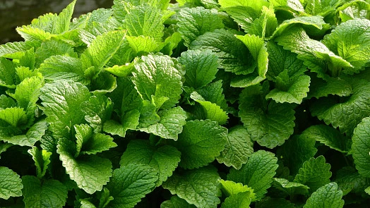 Čerstvé listy meduňky pro sirup